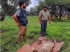 कूनो नेशनल पार्क में टूरिस्ट अब नहीं देख पाएंगे चीते, जानिए क्या है वजह