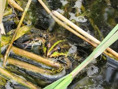 सांप और मेंढक के बीच में कॉमन होती है यह बात, जानकर नही होगा यकीन!