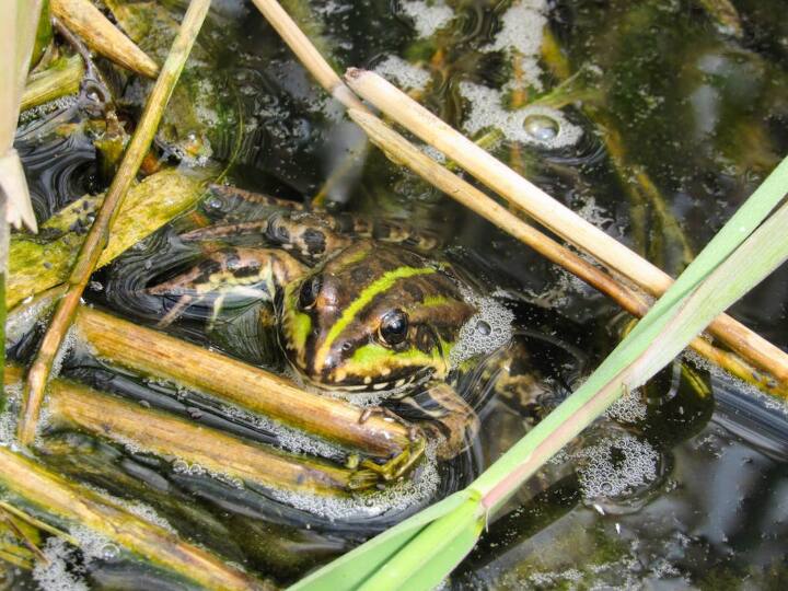 दुनियाभर में मेंढकों की कुल 4,700 प्रजातियां हैं. अंटार्कटिका द्वीप को छोड़कर यह दुनिया के सारे द्वीपों पर पाया जाता है.