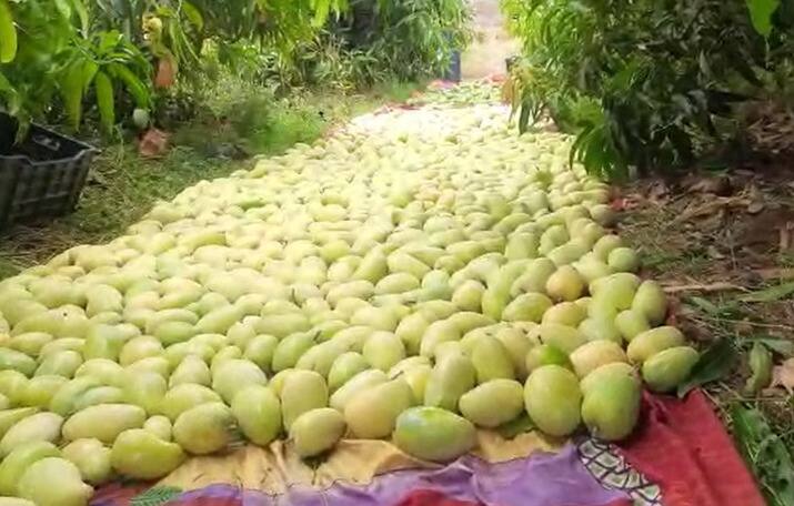 सोलापूर जिल्ह्यातील माढा तालुक्यातील अरण गावात घाडगे यांची आंब्याची बाग आहे. 2018 साली घाडगे यांनी आपल्या शेतात 7 हजार आंब्याची झाडं लावली.