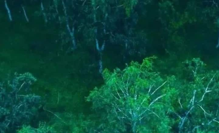 এক একটি গাছের উচ্চতা প্রায় ৪০ ফুট। সারাক্ষণ ভারী বৃষ্টি লেগেই রয়েছে। সূর্যের আলো ভিতর পর্যন্ত পৌঁছয়ই না। সেই আমাজন বৃষ্টি অরণ্যেই ভেঙে পড়েছিল বিমান।