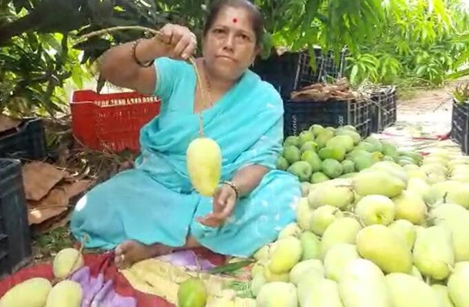 सोलापूर जिल्ह्यातल्या माढा तालुक्यात संत सावता माळींचे गाव आहे अरण. अरण गावचे शेतकरी दत्तात्रय घाडगे यांच्याकडे सात एकरात विविध फळझाडं आहेत. त्यात सात हजार आंबा सुद्धा आहे.