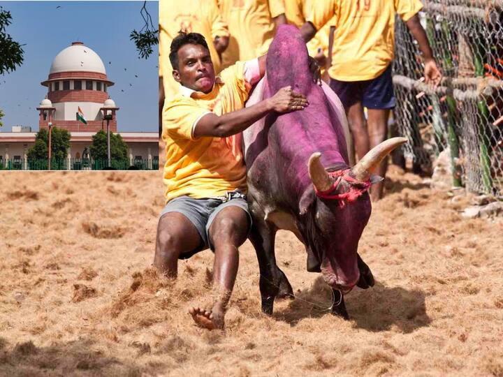 Jallikattu In Tamil Nadu Supreme Court  Upholds Allowing Jallikattu Bullock Cart Racing జల్లికట్టుని నిషేధించలేం - తమిళనాడు చట్టాన్ని సమర్థించిన సుప్రీం ధర్మాసనం