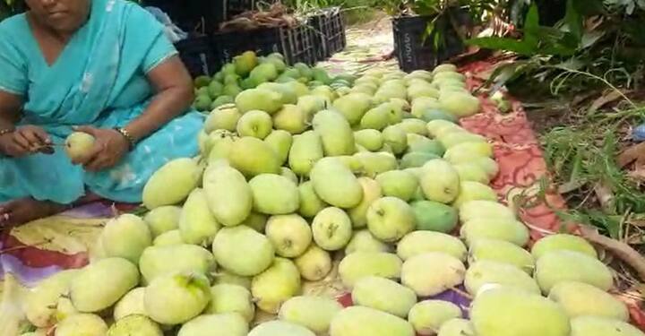 इथेच त्यांना डॉ. पाटील हे शेतीसाठीही होमिओपॅथी औषधांचा वापर करतात अशी माहिती मिळाली. घाडगे यांनीही हा प्रयोग करायचं ठरवलं.