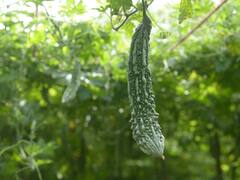 ​इस तकनीक के साथ करेंगे करेले की खेती तो हो जाएंगे मालामाल