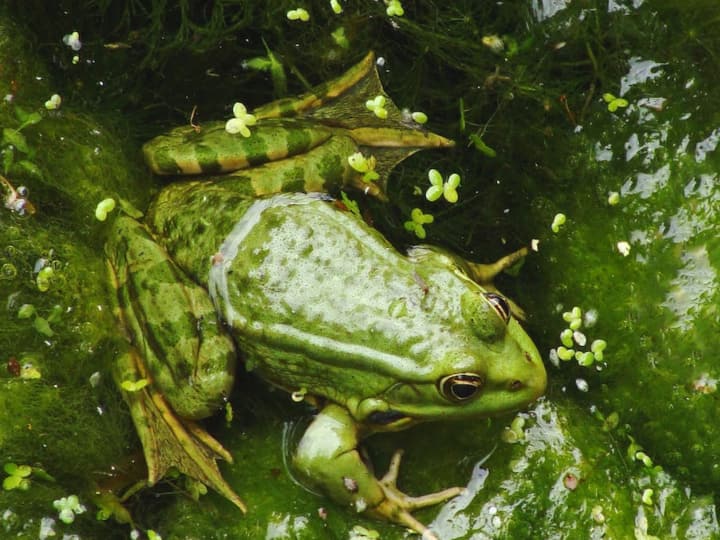ये जीव पानी में रहता है, लेकिन कभी मुंह से उसे पीता नहीं है... इसका नाम जरूर सुना होगा आपने