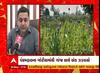 Panchmahal News | પંચમહાલમાં ગાંજાનું ગેરકાયદે વાવેતર કરનાર ખેડૂતની ધરપકડ, જુઓ વીડિયો