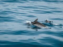 ये जीव पानी में रहता है, लेकिन कभी मुंह से उसे पीता नहीं है... इसका नाम जरूर सुना होगा आपने