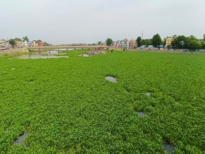 மதுரை வைகையாற்றில் நிரம்பி காணப்படும் ஆகாய தாமரை செடிகள் - அதிகார மோதலால் அகற்ற முடியாத அவலம் 