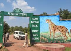 कूनो नेशनल पार्क में चीतों को रखने के लिए पर्याप्त जगह नहीं, जानें- किसने कही ये बात?