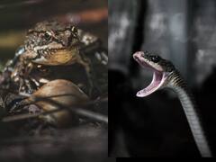 सांप और मेंढक के बीच में कॉमन होती है यह बात, जानकर नही होगा यकीन!