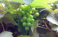 Summer Fruits Benefits: ઉનાળામાં આ ફ્રૂટને ડાયટમાં જરૂર કરો સામેલ, થશે આ અદ્ભૂત લાભ