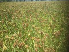 छत्तीसगढ़ में मिलेट मिशन का असर, बेमेतरा में पहली बार 550 एकड़ में की गई रागी की खेती