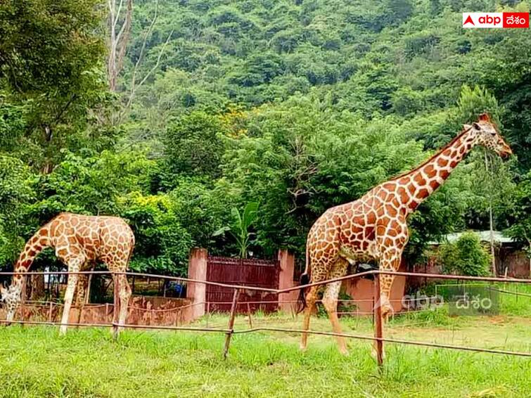 Yesterday a zebra, yesterday a tiger, now a giraffe – the alarming animal deaths at Vizag Zoo