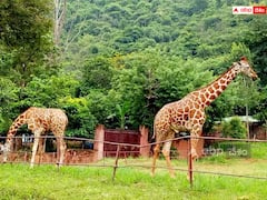 మొన్న జీబ్రా, నిన్న పెద్దపులి, ఇప్పుడు జిరాఫీ - వైజాగ్ జూలో ఆందోళన కలిగిస్తున్న జంతు మరణాలు