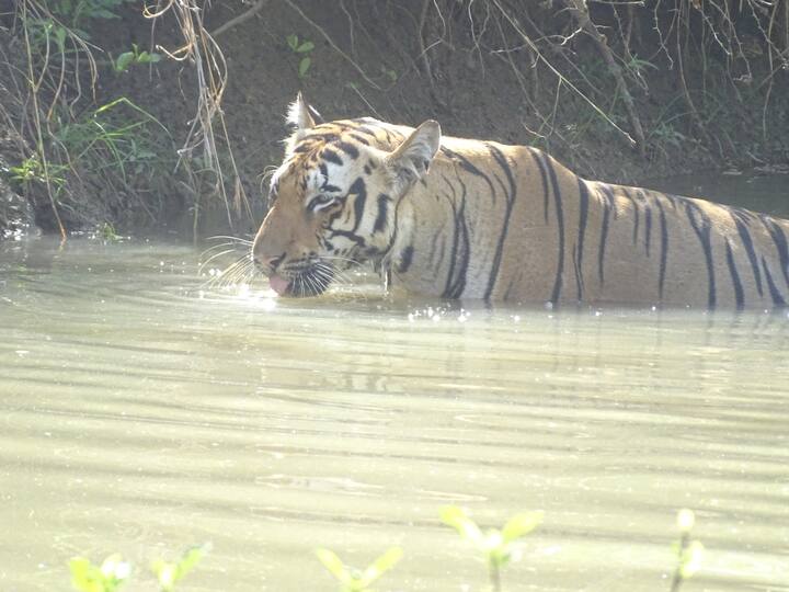 राज्यातील सर्वात मोठा व्याघ्र प्रकल्प या ठिकाणी आहे.