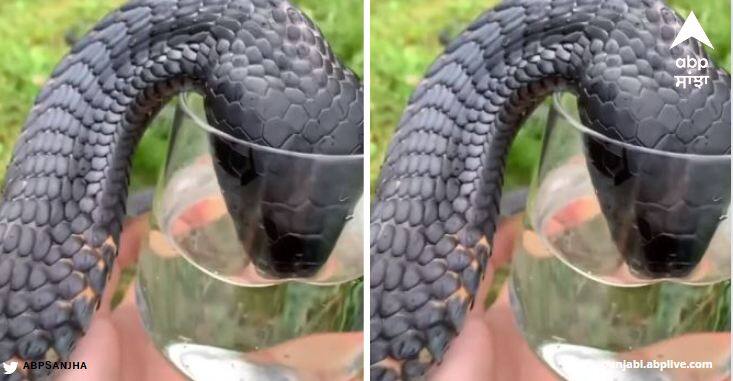 Cobra Viral Video: ਜ਼ਹਿਰੀਲੇ ਕੋਬਰਾ ਨੂੰ ਵਿਅਕਤੀ ਨੇ ਆਪਣੇ ਹੱਥਾਂ ਨਾਲ ਪਿਲਾਇਆ ਪਾਣੀ