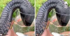 Cobra Viral Video: ਜ਼ਹਿਰੀਲੇ ਕੋਬਰਾ ਨੂੰ ਵਿਅਕਤੀ ਨੇ ਆਪਣੇ ਹੱਥਾਂ ਨਾਲ ਪਿਲਾਇਆ ਪਾਣੀ, ਵੀਡੀਓ ਦੇਖ ਉੱਡ ਜਾਣਗੇ ਹੋਸ਼