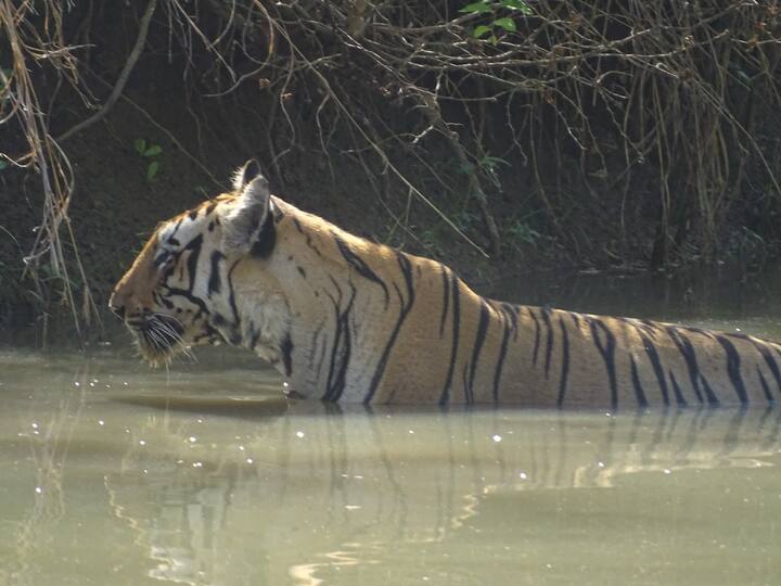 सध्या चंद्रपूर जिल्ह्यात उन्हाचा पारा वाढला असून तापमानाचा पारा 43 अंशांच्या घरात गेलाय...