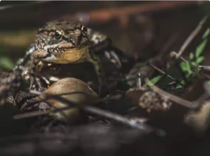 ਦੁਨੀਆ ਵਿੱਚ ਡੱਡੂਆਂ ਦੀਆਂ ਕੁੱਲ 4,700 ਕਿਸਮਾਂ ਹਨ। ਇਹ ਅੰਟਾਰਕਟਿਕਾ ਟਾਪੂ ਨੂੰ ਛੱਡ ਕੇ ਦੁਨੀਆ ਦੇ ਸਾਰੇ ਟਾਪੂਆਂ 'ਤੇ ਪਾਇਆ ਜਾਂਦਾ ਹੈ।