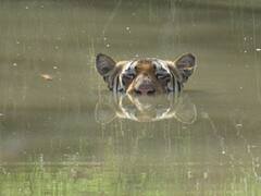 Tadoba National Park : तप्त उन्हात वाघोबा जलक्रीडेत मग्न...