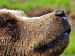 अंधे पैदा होते हैं इस जानवर के बच्चे, दो महीने तक सोते ही रहते हैं! बताइए कौन-सा है यह जानवर?