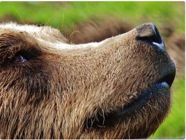 ਅੱਜ ਅਸੀਂ ਤੁਹਾਨੂੰ ਅਜਿਹੇ ਜਾਨਵਰ ਬਾਰੇ ਦੱਸਣ ਜਾ ਰਹੇ ਹਾਂ, ਜਿਸ ਦਾ ਬੱਚਾ ਜਨਮ ਤੋਂ ਬਾਅਦ 2 ਮਹੀਨੇ ਤੱਕ ਸਿਰਫ਼ ਸੌਂਦਾ ਹੀ ਰਹਿੰਦਾ ਹੈ। ਜੀ ਹਾਂ, ਇੰਨਾ ਹੀ ਨਹੀ ਜਨਮ ਸਮੇਂ ਇਹ ਬੱਚੇ ਅੰਨ੍ਹੇ ਵੀ ਹੁੰਦੇ ਹਨ।