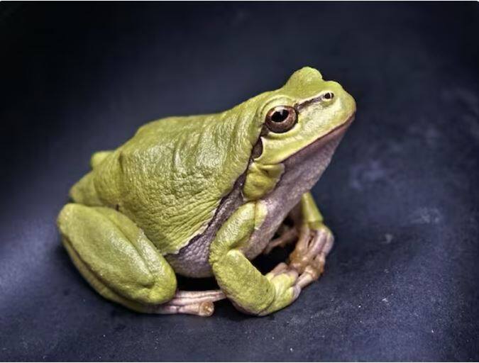 ਡੱਡੂ ਅਜਿਹੇ ਜੀਵ ਹਨ ਜੋ ਆਉਣ ਵਾਲੇ ਮੌਸਮ ਨੂੰ ਸਭ ਤੋਂ ਪਹਿਲਾਂ ਮਹਿਸੂਸ ਕਰਦੇ ਹਨ। ਇਹ ਚਾਰ ਪੈਰਾਂ ਵਾਲਾ ਜੀਵ ਮਨੁੱਖ ਦੀ ਸਰੀਰਕ ਬਣਤਰ ਦੇ ਇੰਨਾ ਨੇੜੇ ਹੈ ਕਿ ਸਾਰੇ ਮੈਡੀਕਲ ਵਿਦਿਆਰਥੀਆਂ ਨੂੰ ਡੱਡੂਆਂ 'ਤੇ ਹੀ ਨਸਬੰਦੀ ਕਰਨਾ ਸਿਖਾਇਆ ਗਿਆ ਸੀ।