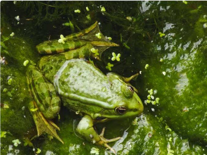 ਹਰ ਸਾਲ ਜਦੋਂ ਡੱਡੂ ਹਾਈਬਰਨੇਸ਼ਨ ਵਿੱਚ ਜਾਂਦੇ ਹਨ, ਤਾਂ ਉਨ੍ਹਾਂ ਦੇ ਸਰੀਰ ਉੱਤੇ ਹੱਡੀਆਂ ਦੀ ਇੱਕ ਨਵੀਂ ਪਰਤ ਬਣ ਜਾਂਦੀ ਹੈ। ਜਿਸ ਦੀ ਗਿਣਤੀ ਕਰਕੇ ਡੱਡੂ ਦੀ ਉਮਰ ਦਾ ਪਤਾ ਲਗਾਇਆ ਜਾ ਸਕਦਾ ਹੈ।