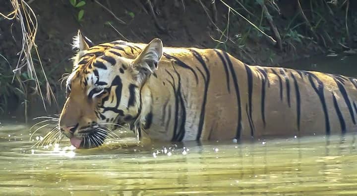 चंद्रपूर (Chandrapur) जिल्ह्यातील ताडोबा (Tadoba) असंच एक जंगल. या जंगलाबद्दल कुणाला माहिती नाही अशी माणसं दुर्मिळच.