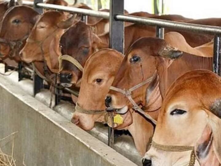 Himachal government will buy cow dung at two rupees per kilogram ANN Himachal News: जल्द दो रुपए प्रति किलो गोबर खरीदेगी हिमाचल सरकार, गारंटी नं- 10 पर काम शुरू