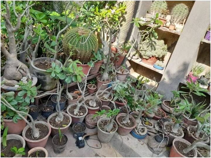 Cactus Men of Udaipur farming of Cactus know who is he ANN? Rajasthan: उदयपुर के 'कैक्टस मैन', इनके घर में स्वागत करते हैं 100 तरह के कांटें, जानिए कौन हैं यह शख्स?