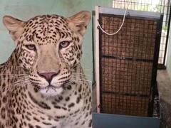 Wardha: तापमान वाढीचा कहर!  वर्ध्यातील करूणाश्रमातील प्राण्यांसाठी वॉटर कुलरची सोय