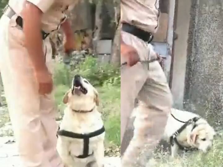 Punjab Police Canine Squad Dog Beats Cancer Returns To Work Watch Video Watch Video: క్యాన్సర్‌తో పోరాటం చేసి గెలిచిన శునకం, మళ్లీ డ్యూటీలోకి కూడా దిగింది