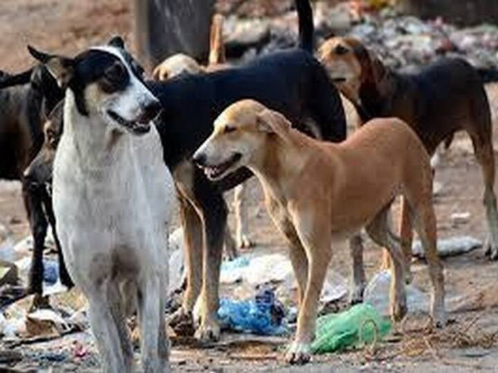 6-Year-Old Boy Fatally Attacked By Stray Dogs In Telangana, Locals Demand Action 6-Year-Old Boy Fatally Attacked By Stray Dogs In Telangana, Locals Demand Action