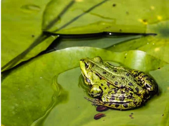 ਤੁਹਾਨੂੰ ਯਕੀਨ ਨਹੀਂ ਹੋਵੇਗਾ ਪਰ ਡੱਡੂ ਵੀ ਆਪਣੀ ਚਮੜੀ ਛੱਡ ਦਿੰਦੇ ਹਨ। ਇਸ ਪ੍ਰਕਿਰਿਆ ਨੂੰ ਡੀਫੋਲੀਏਸ਼ਨ ਕਿਹਾ ਜਾਂਦਾ ਹੈ।