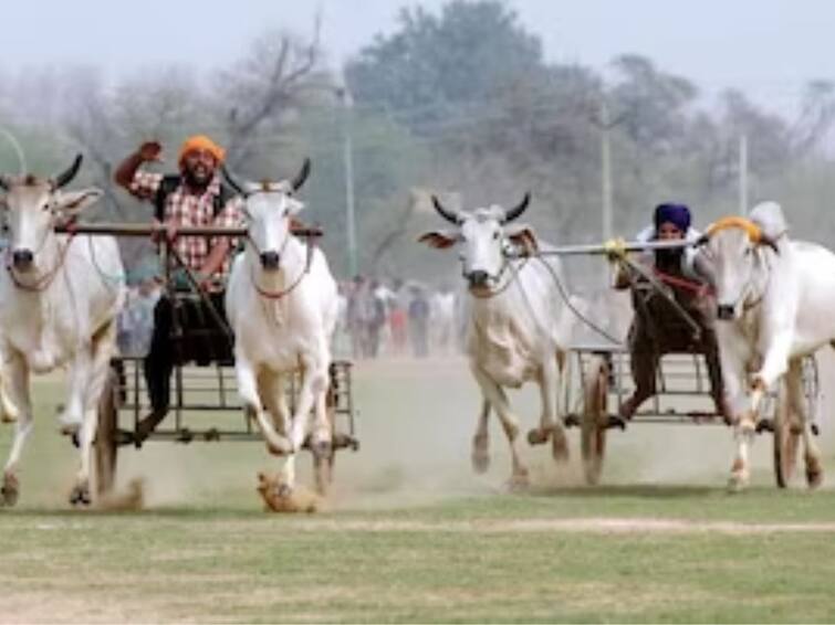 after the Supreme Court decision the thrill of bullock cart race in Hatkanangale Kolhapur Maharashtra Kolhapur News: सर्वोच्च न्यायालयाच्या निर्णयानंतर प्रथमच हातकणंगलेत बैलगाडी शर्यतीचा थरार
