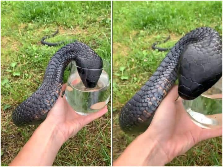 A man is seen feeding water to a giant king cobra शख्स ने जहरीले कोबरा सांप को हाथों से पिलाया पानी, रोंगटे खड़े कर देगा मंजर
