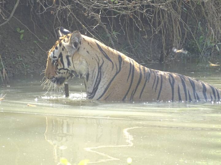 उन्हाच्या याच काहिली पासून सुटका करून घेण्यासाठी ताडोबातील एक वाघोबा मनसोक्त पाण्यात बुडून जलक्रीडेचा आनंद घेताना दिसला...