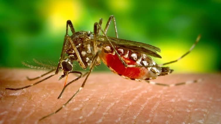 What would happen if all the mosquitoes in the world were killed? The problem will not reduce for a person, but this problem will increase જો વિશ્વના તમામ મચ્છરોને મારી નાખવામાં આવે તો શું થશે? માણસની સમસ્યાઓ નહી થાય ઓછી પણ વધશે