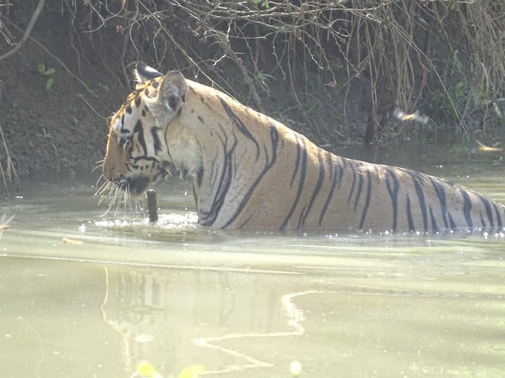 भद्रावती येथील डॉ.विवेक शिंदे सफारी साठी गेले असताना त्यांनी वाघोबाच्या या जलक्रीडा आपल्या कॅमेरात कैद केल्या..