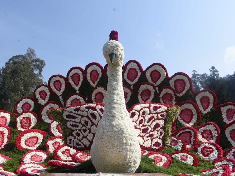 125th Flower Show started today at Ooty Government Botanical Gardens in Nilgiris TNN உதகை மலர்க்கண்காட்சி துவக்கம்; பூத்துக்குலுங்கும் லட்சக்கணக்கான மலர்களை கண்டு இரசிக்கும் சுற்றுலா பயணிகள்!