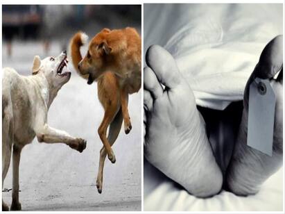 Telangana 7 year Old Boy Mauled To Death By Stray Dogs Stray Dog: பூங்காவில் விளையாடிய 7 வயது சிறுவன்.. கடித்துக்குதறிய தெருநாய்.. பரிதாபமாக பறிபோன உயிர்..!