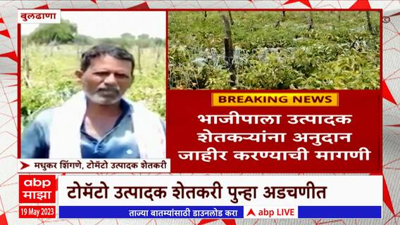 Buldhana Tomato Crop : बुलढाणा जिल्ह्यातील टोमॅटो उत्पादक शेतकरी पुन्हा एकदा अडचणीत