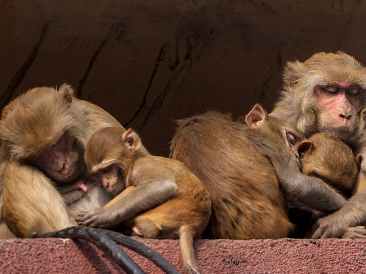Hapur police arrest two accused for killing monkeys ann Hapur News: हापुड़ में कई बंदरों की मौत मामले में चौंकाने वाला खुलासा, इस वजह से की गई थी हत्या