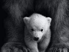 अंधे पैदा होते हैं इस जानवर के बच्चे, दो महीने तक सोते ही रहते हैं! बताइए कौन-सा है यह जानवर?