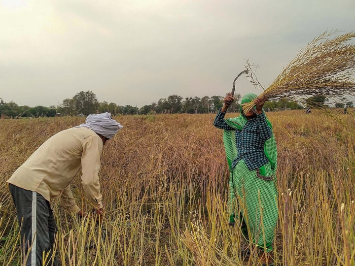 Rajasthan News Central Government increased purchase limit of mustard in Kota ANN Rajasthan News: केंद्र सरकार ने सरसों की खरीद सीमा बढ़ाई, 25 की जगह 40 क्विंटल तक बेच सकेंगे किसान