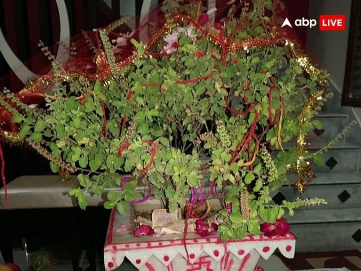 tulsi puja niyam follow these rules of basil plant to get maa lakshmi blessings Tulsi Puja Niyam: तुलसी की पूजा में रखें इन बातों का ध्यान, वरना घर में आएगा दुर्भाग्य, रूठ जाएंगी लक्ष्मी जी