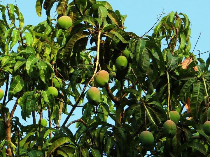 Are you plucking mangoes in a wrong way know what is the right way according to science कहीं आप भी गलत तरीके से तो नहीं तोड़ रहे आम, जानिए विज्ञान के मुताबिक सही तरीका क्या है?