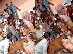 మచిలీపట్నంలో ఘనంగా జూనియర్ ఎన్టీఆర్ బర్త్ డే వేడుకలు - కటౌట్ ముందు మేకపోతులు బలి